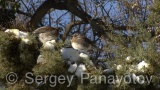 Video of Mistle Thrush - Fieldfare in the winter forest and snow